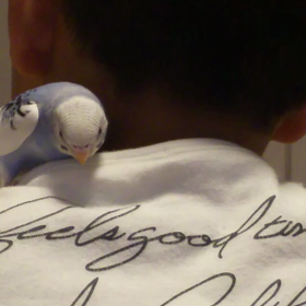 ポピーちゃんの画像