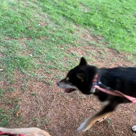 6月21日14わんこと1時間遠足  代々木公園の画像