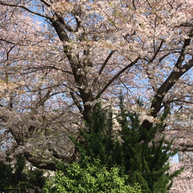 桜の花びらが雪のよう♡♡♡ 綺麗〜♡♡♡の画像