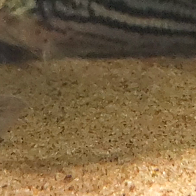 初めてのアカムシの画像