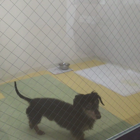 ペットホテルの画像