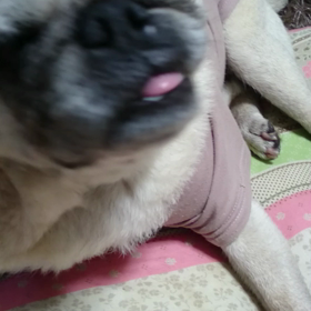 くしゃみの画像