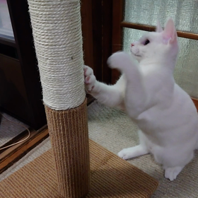 父の初盆の画像