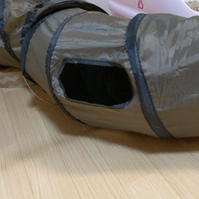 当たりな猫じゃらしの画像