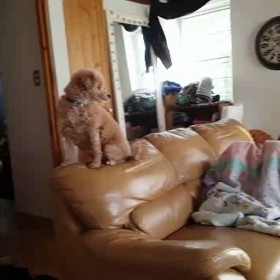 雪やこんこん。の画像