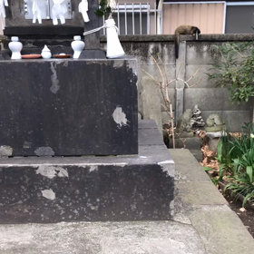 ハクビシン？？たぬきではない。全然逃げない。。凄い(*ﾟ▽ﾟﾉﾉﾞ☆の画像