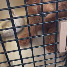 また通院の画像