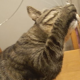 頂き物のの画像