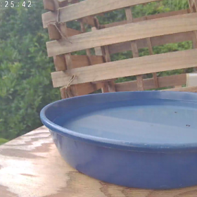 すぎぴたんの事件簿シーズン3　309話（イタズラ盛りの子ヤマガラ）の画像