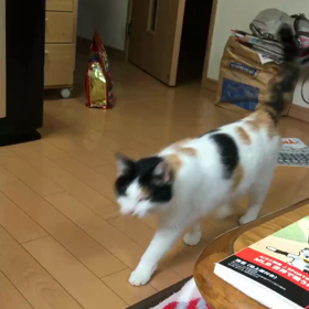 チョロチョロ桜の画像