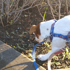 ぐんちゃん　こんなに元気なのにの画像