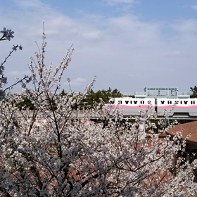 ミラコスタでの花見 2021　その７の画像
