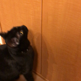 コーラのおねだりの画像