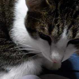 こうめとトットパート3の画像