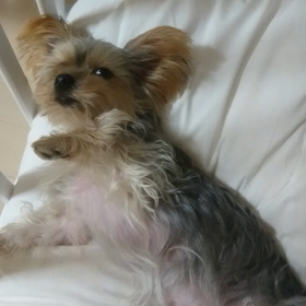 眠いのに触られてイライラのメロン君の画像