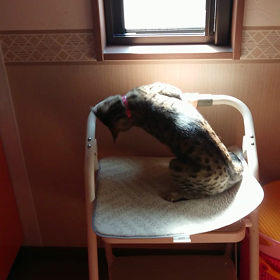 やんのか、ヤンノカ、ヤンノカ‼️の画像