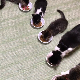 朝ごはんはい早めにの画像