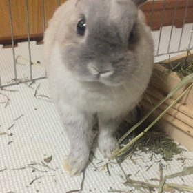 見つめてくる銀ちゃんの画像