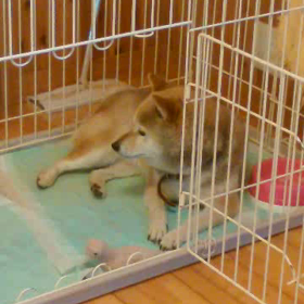 くちゃくちゃ...の画像