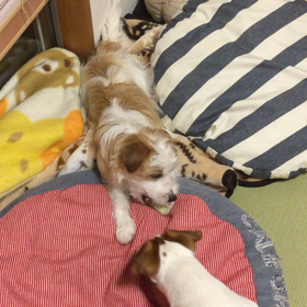 ココのんレタス食べるの画像