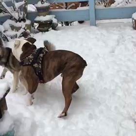 Bobby play  with dear friendの画像