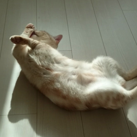 愛猫 No.３の画像