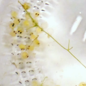 永久保存！誕生☆の画像