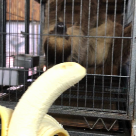 なまけものの画像