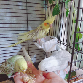 ３羽で仲良くおやつターイムの画像