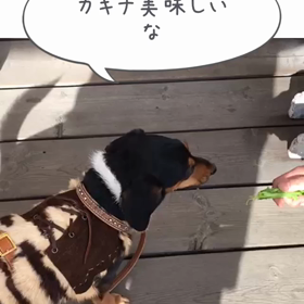 かき菜が美味しいの画像