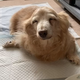 最近よくする仕草と退院後、初めての排便の画像