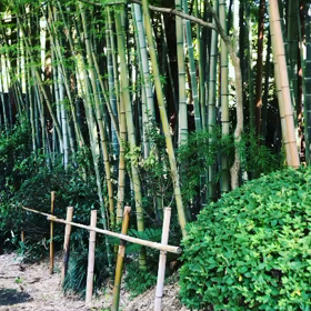 朝のお散歩の画像