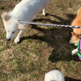 3月19日9わんこと2時間30分遠足　　代々木公園の画像