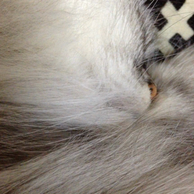 ネコ、熟睡中の画像