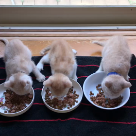 朝ごはんだよーの画像