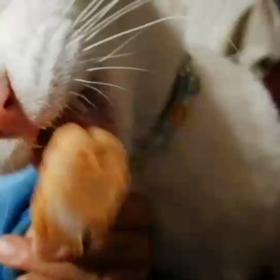 今日のニャンコ[猫]の画像