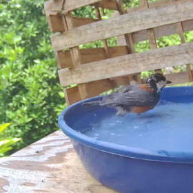 すぎぴたんの事件簿シーズン3　284話（さあ盛り上がってまいりましたぁ～ヤマガラ）の画像