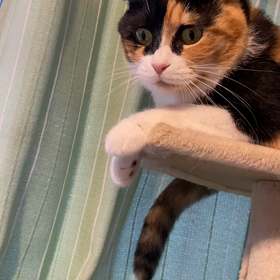 さぶちゃんの気まぐれの画像