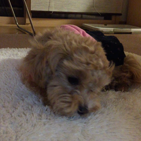 ガムガム大好きの画像