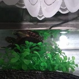 とっとこ、ハムジローの画像