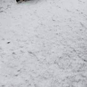 アンズ❤︎初めての雪の画像