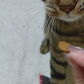 通院記録の画像