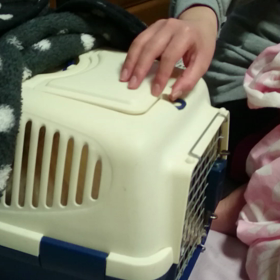 もぐらたたきの画像