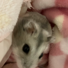 もふもふ♪の画像