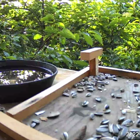 すぎぴたんの事件簿シーズン２　２８０話（ヤマガラ子、ご来店解禁）の画像