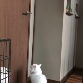 ジャンプの画像