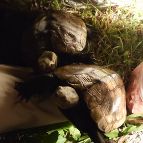 ごはんの催促2の画像