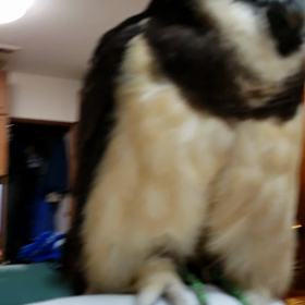 今日もまりものご飯の画像