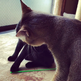 いつのまにかの画像