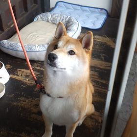 屋根裏の柴犬「一期」の画像